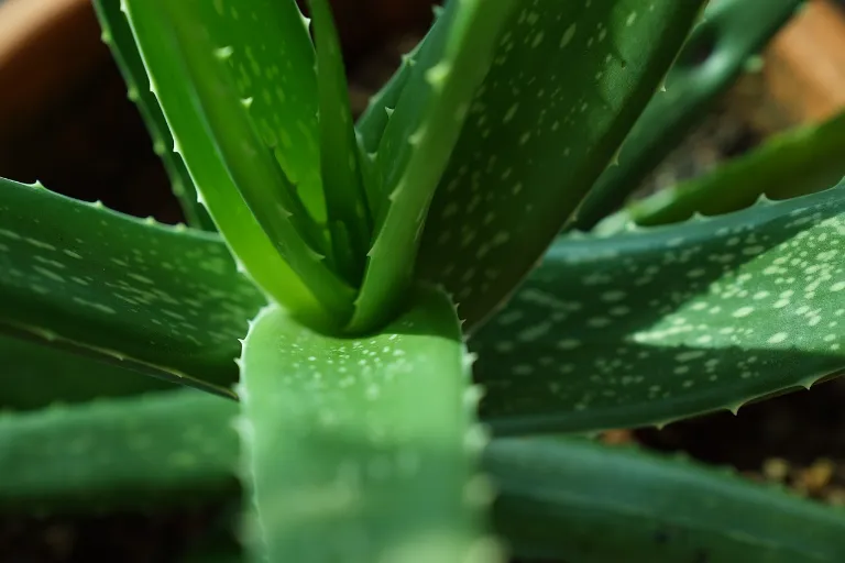 aloe vera pěstování