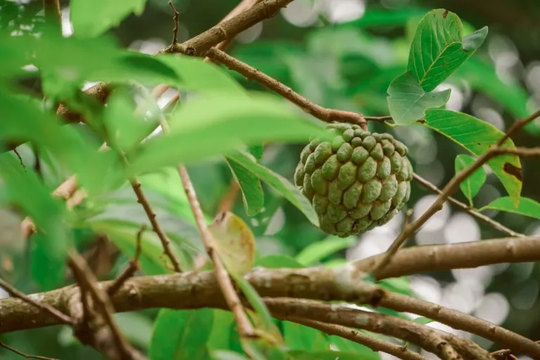 tropické ovoce cherimoya 