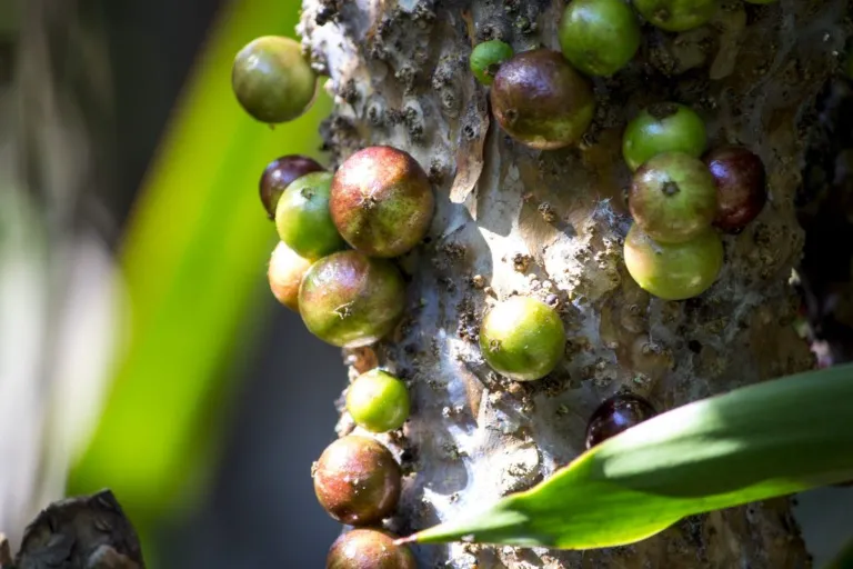 Jabuticaba