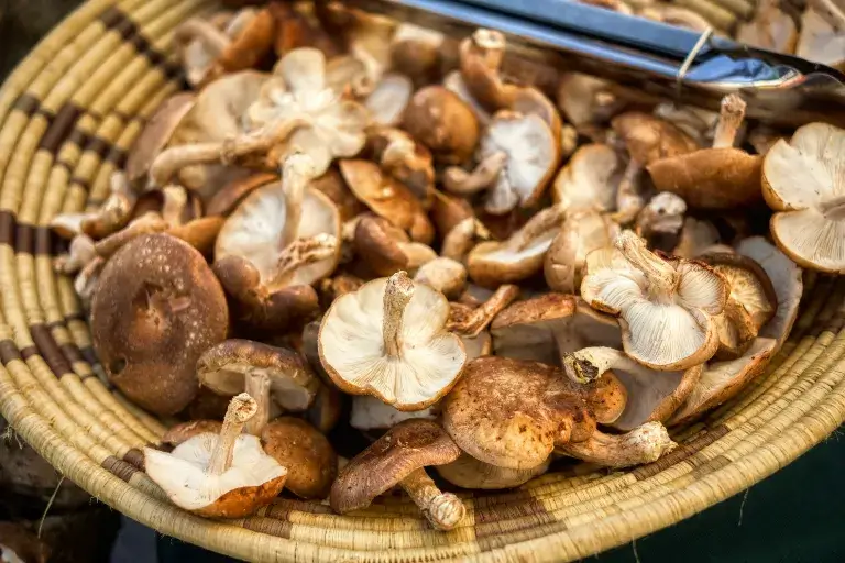 shiitake účinky