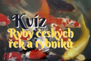 ryby českých řek