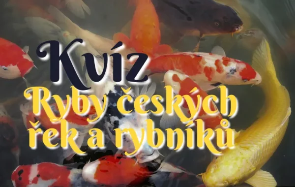 Poznáte podle obrázků ryby českých řek a rybníků?