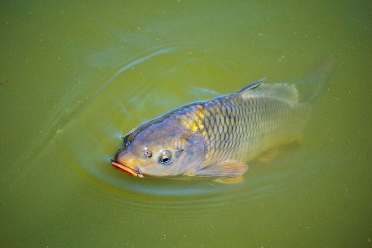 Poznáte podle obrázků ryby českých řek a rybníků?