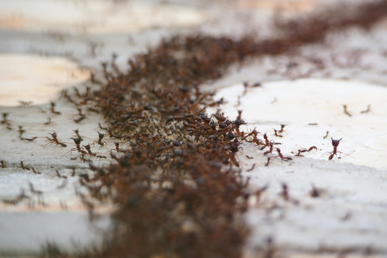 jak se zbavit mravenců ve skleníku